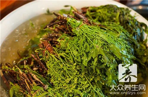 野苦荬菜的功效与作用