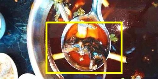 死老鼠放进火锅:真相是自导自演结果是得不偿失