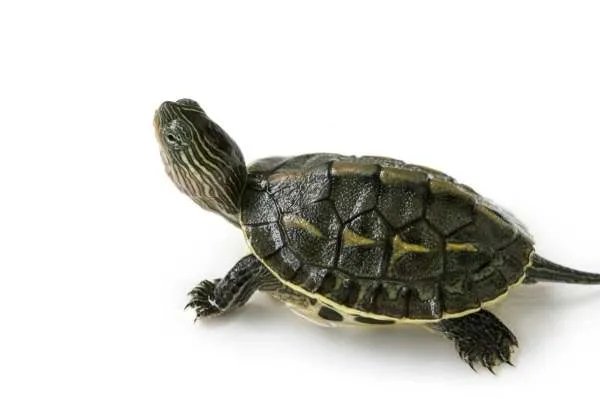 乌龟离家出走74天只走了200米,是如何被发现的?