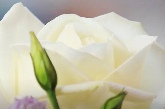 情人节说什么话最好