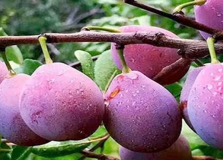 西梅的功效与作用