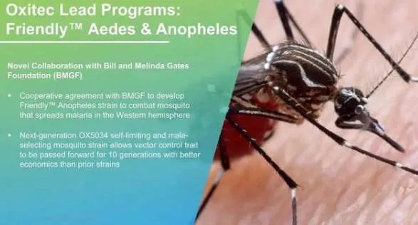 美国批准释放7.5亿只转基因蚊子，会对人类造成影响吗？