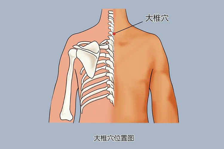 脾虚三伏贴的位置图解