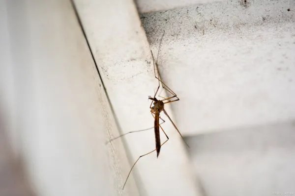 中国正式获得世卫消除疟疾认证，其中经历了怎样的艰苦历程？