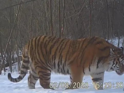 吉林东北虎豹影像对外公布 繁殖期虎豹活动频繁