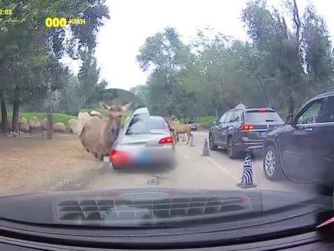 北京野生动物园游客疑喂动物口罩，心理是不是有疾病？