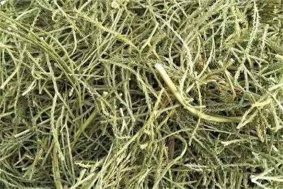 马尾伸筋草图片