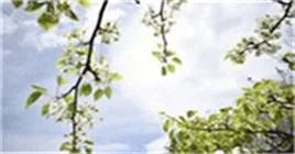 商务商会运作是骗局吗