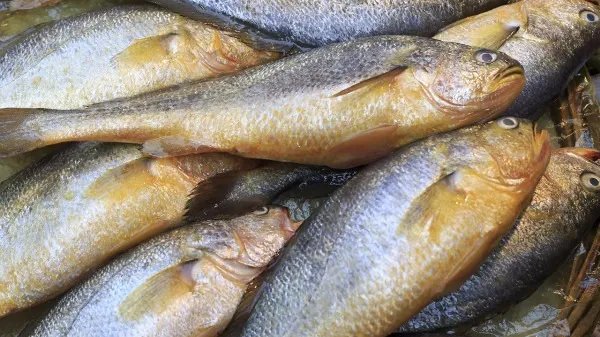 巴沙鱼为什么不能吃 关于巴沙鱼的前世今生