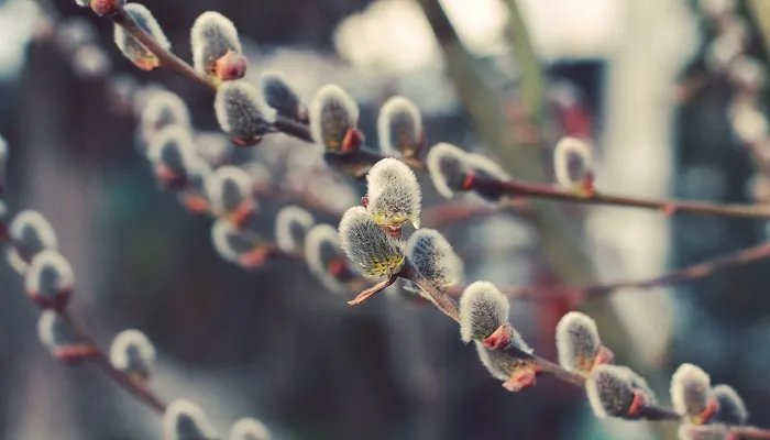 柳絮是柳树的什么