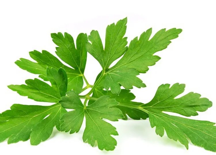 芹菜的功效与作用