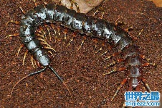 波多黎各巨人蜈蚣，人类面前很温顺不会主动攻击 