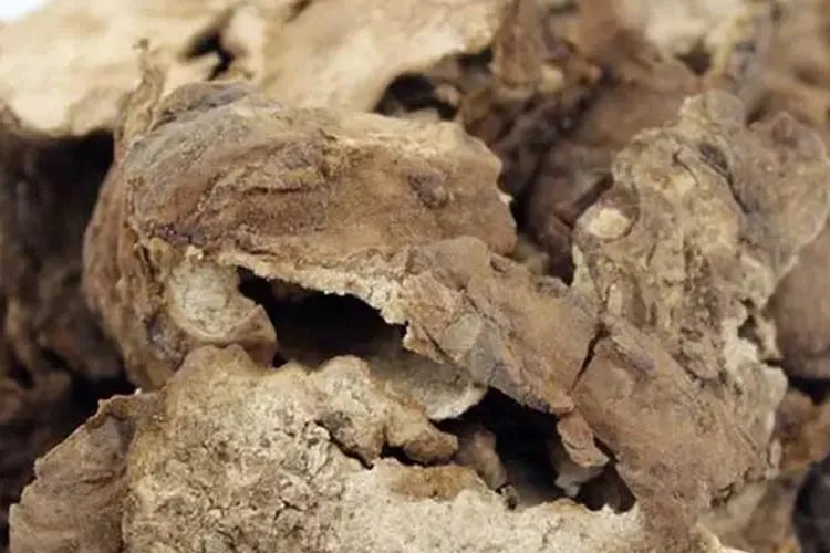 茯苓的作用与生长图片