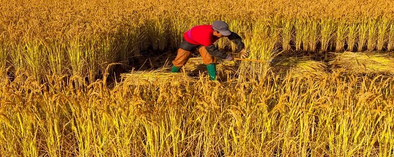 关于劳动的优美句子