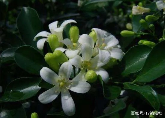 九里香什么时候开花呢?九里香一年开几次花呢?