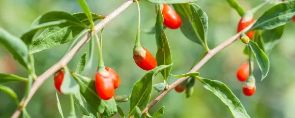 枸杞怎么吃最好