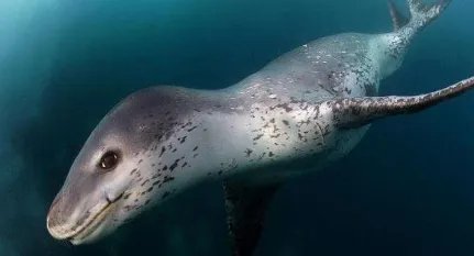 豹形海豹的性情怎么样？为何是世界上最凶猛的海豹？