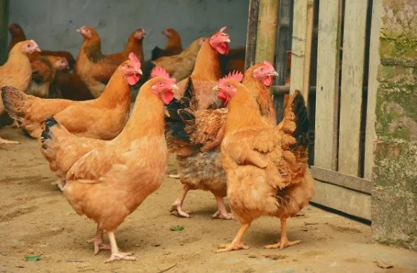 净几明窗是什么意思生肖