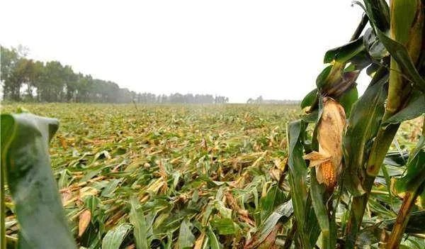 东北半个月内遭台风三连击，台风给东北造成了什么损失