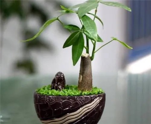发财树图片大全   发财树的功效和作用是什么
