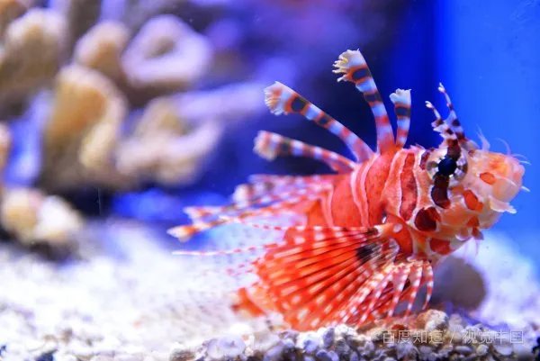 郑州动物园猴子砸玻璃企图越狱？书上不是说只有人类才会使用工具吗？