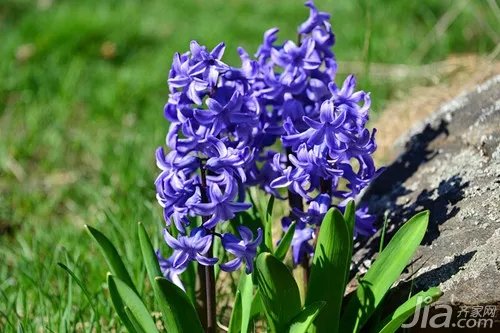 水色风信子花语 水色风信子图片欣赏