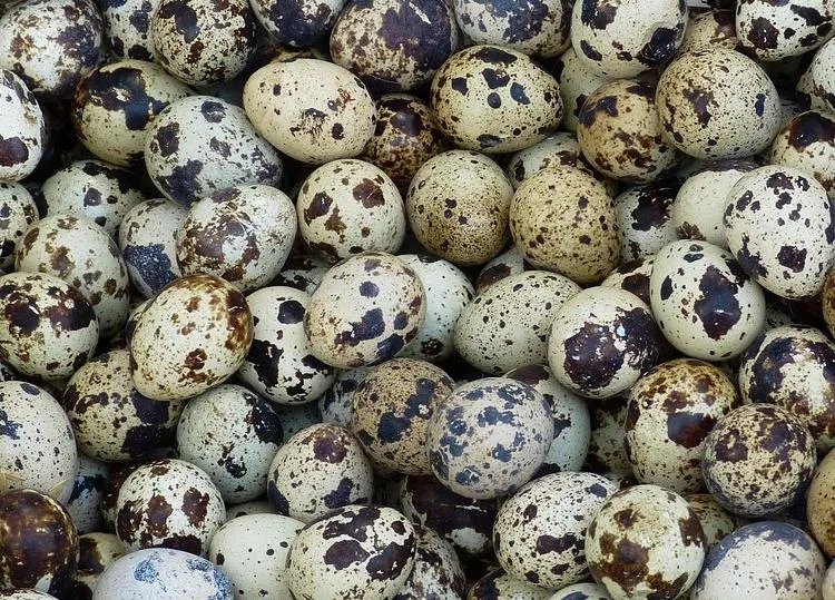 鹌鹑蛋的功效与作用