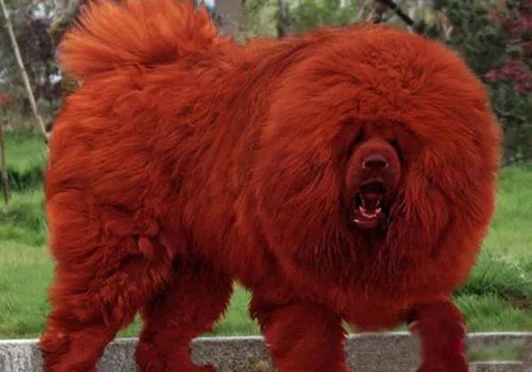 藏獒咬死主人的真相是什么 咬主人是因为什么