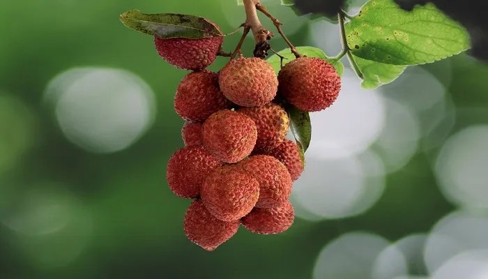 专家建议成人每日吃荔枝不超十颗是什么情况 专家建议成人每日吃荔枝不超十颗