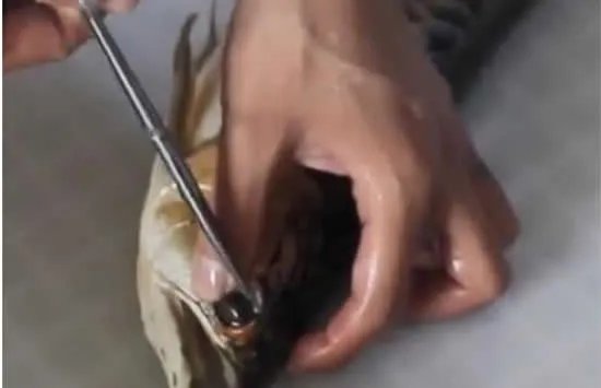 龙鱼眼睛整容千元一次 网友：活久见！行行出状元！