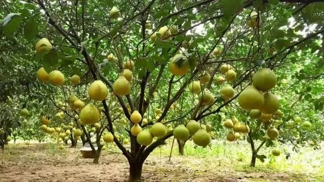 清远二日游有什么路线推荐？