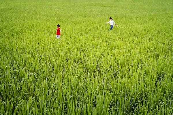在希望的田野上歌曲原唱