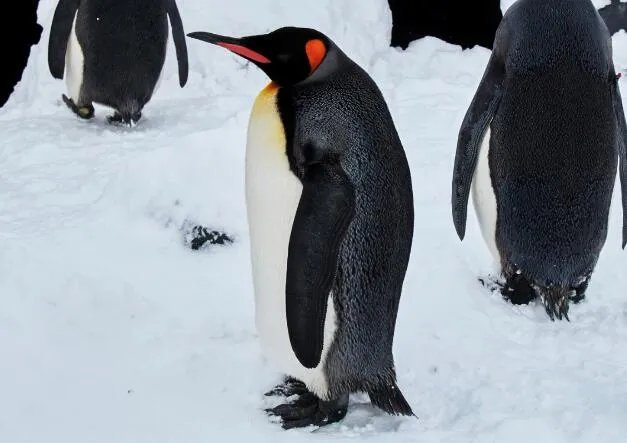 企鹅们行走时为什么经常排成一列纵队 企鹅排成纵队行走是什么原因