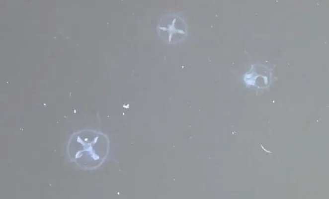 桃花水母现身云南 被称之为水中大熊猫