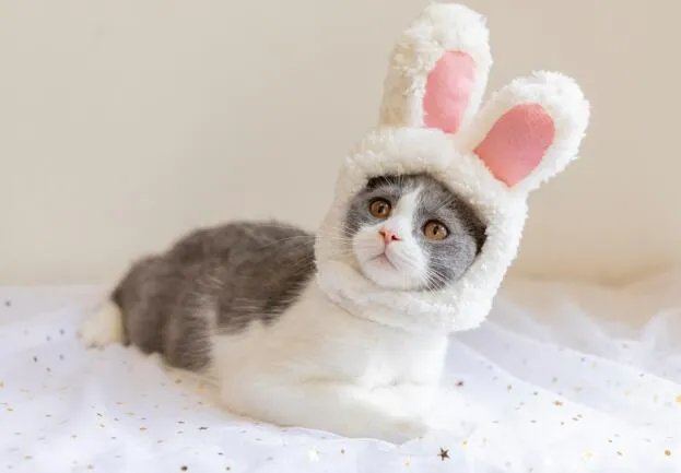 有俗话说猫有九条命是真的吗