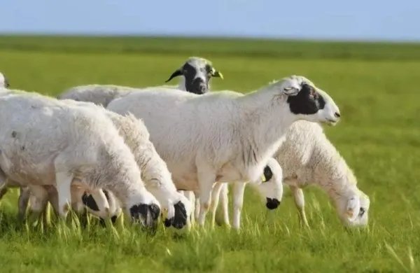 蒙古国赠的羊已进入隔离免疫区，这些羊是用来干什么的？