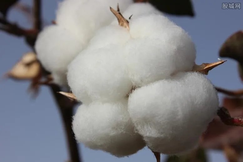 新疆棉花前因后果 发起抵制真相在这里