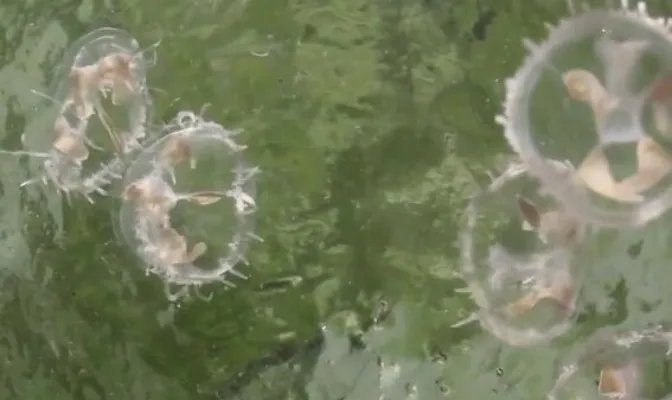 桃花水母现身云南 被称之为水中大熊猫