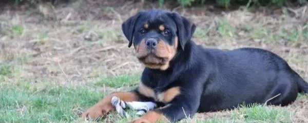 美国防暴犬罗威纳和卡斯罗哪个更厉害,卡斯罗犬vs罗威纳犬