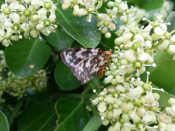 云南保山惊现蛇纹巨型飞蛾，这是种什么样的动物？