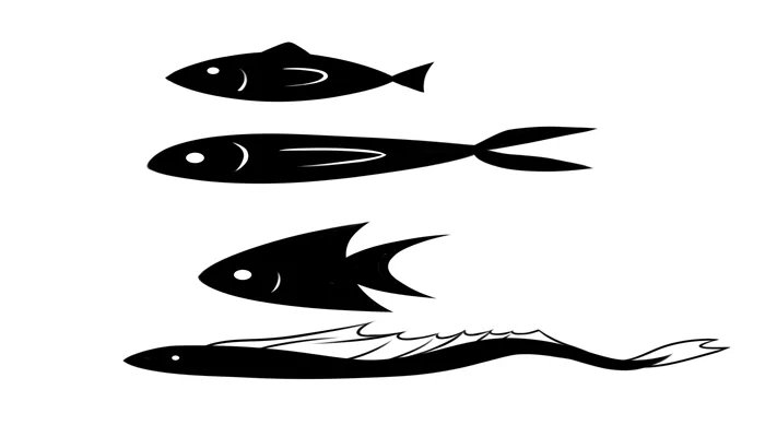 被称为软黄金的鱼类是什么鱼 被称软黄金的鱼是什么