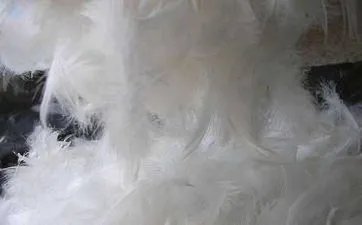 鼠年分别是哪一年 属鼠的今年几岁了