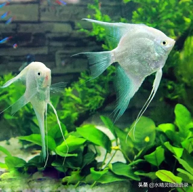 病毒出现变异！戴口罩能防住吗？