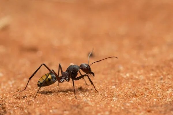 家里蚂蚁是怎么来的