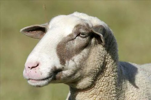 什么动物的鼻子是红的.