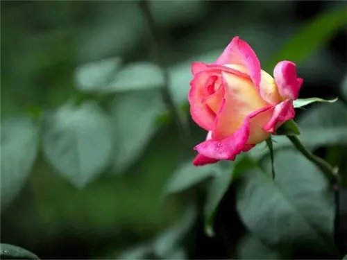 月季花什么时候开 月季的开花条件有哪些