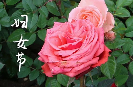 妇女节送什么手工礼物给妈妈