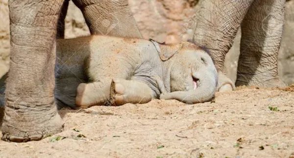 无人机拍下野象群睡觉休息画面,大象的睡姿有多可爱?