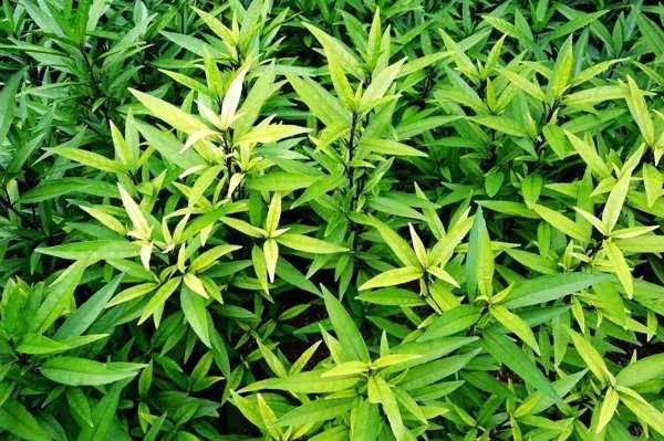 蛇莓根的功效与用量禁忌