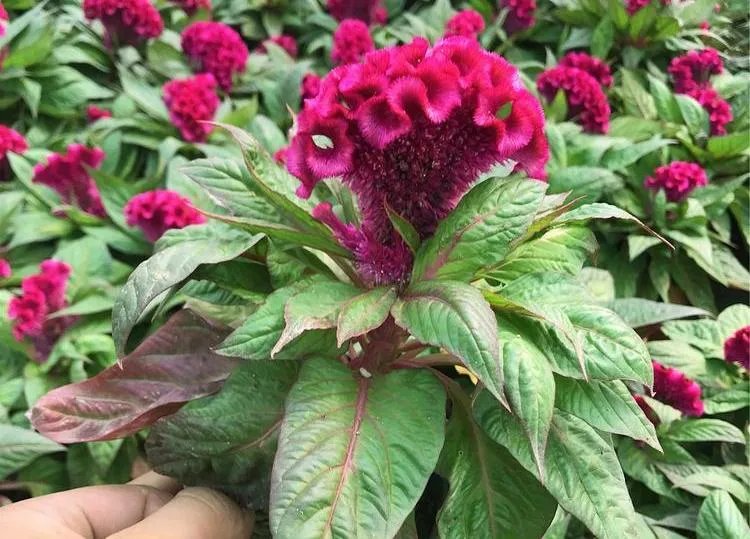 鸡冠花的功效与作用